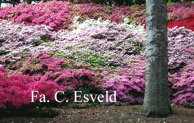Azalea japans, onbenaamd