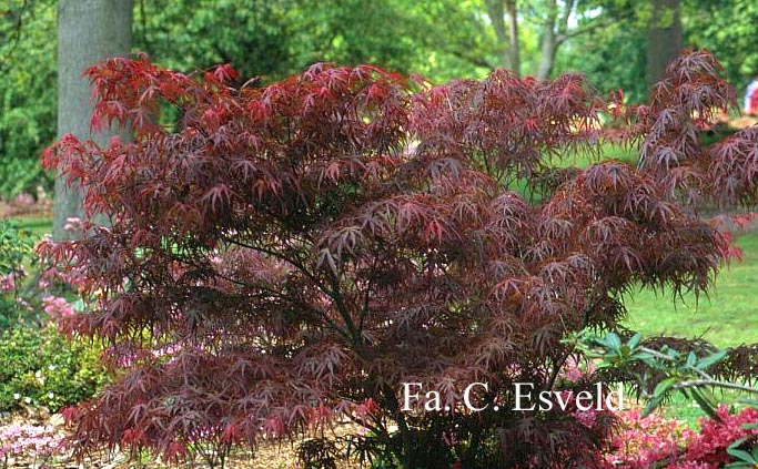 Acer palmatum 'Atrolineare'