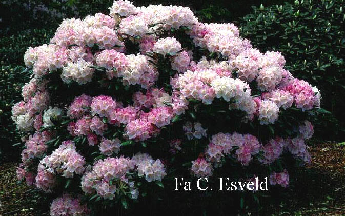 Rhododendron yakushimanum 'Esveld Select'
