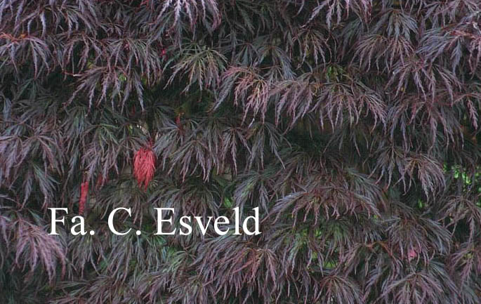 Acer palmatum 'Crimson Queen'