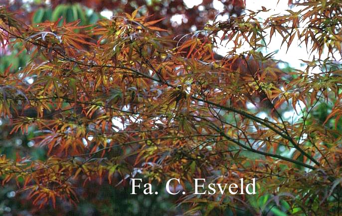 Acer palmatum 'Aka shime no uchi'