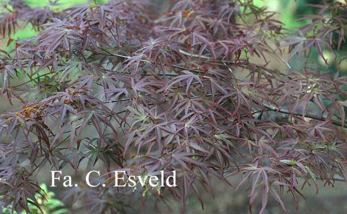 Acer palmatum 'Aka shime no uchi'