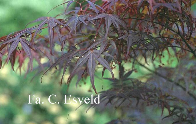 Acer palmatum 'Aka shime no uchi'