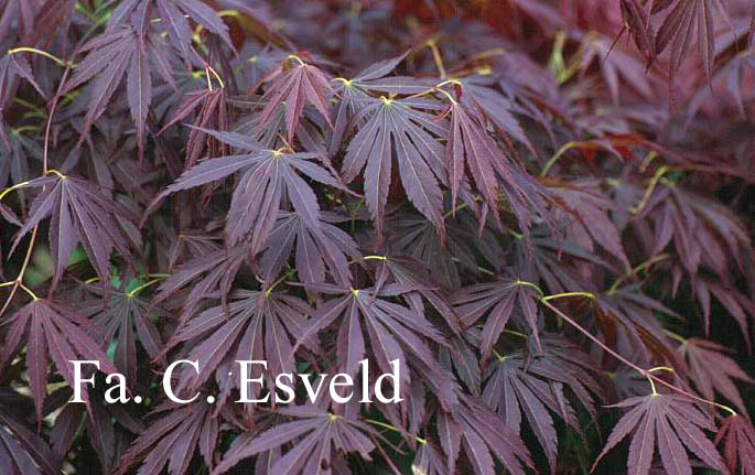 Acer palmatum 'Chikuma no'