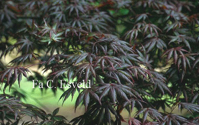 Acer palmatum 'Trompenburg'