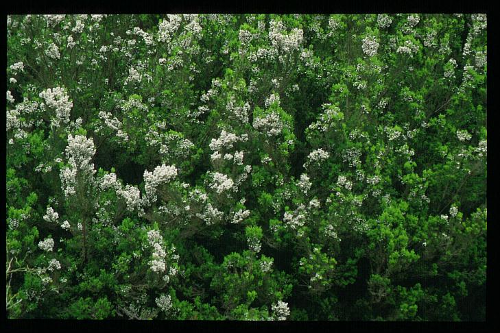 Erica arborea 'Alpina'