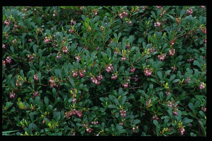 Arctostaphylos uva-ursi