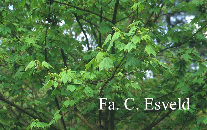 Acer caudatum ssp. ukurunduense