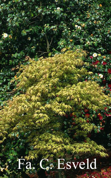 Acer palmatum 'Beni shigatatsu sawa'