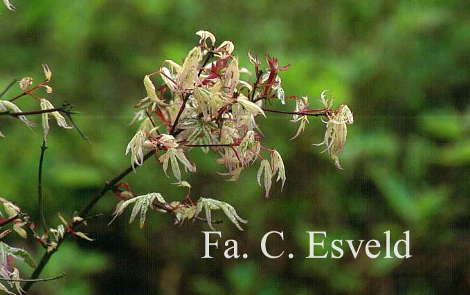 Acer palmatum 'Uki gumo'