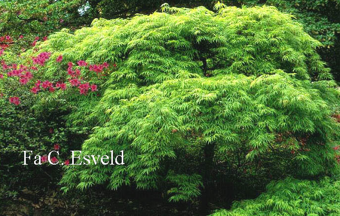 Acer palmatum 'Dissectum'