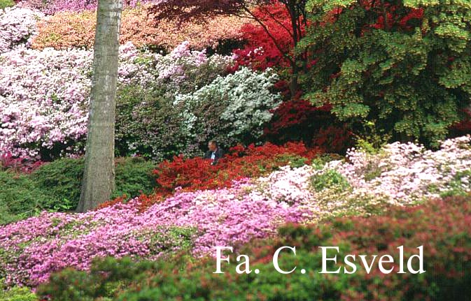 Azalea japans, onbenaamd