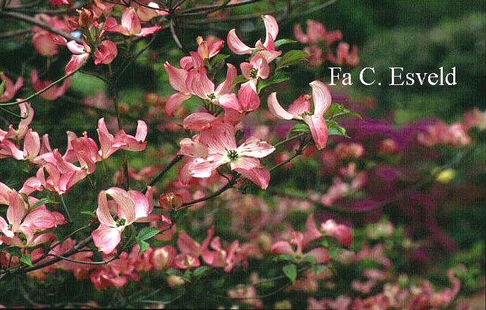 Cornus florida 'Rubra'