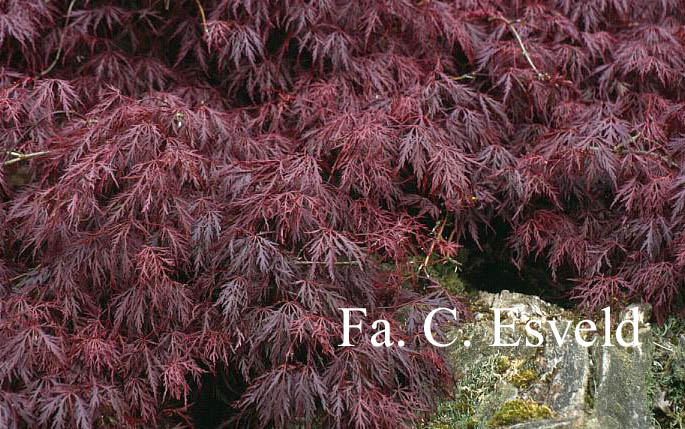 Acer palmatum 'Red Select'