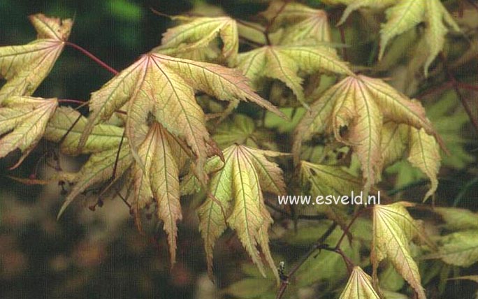 Acer palmatum 'Beni shigatatsu sawa'