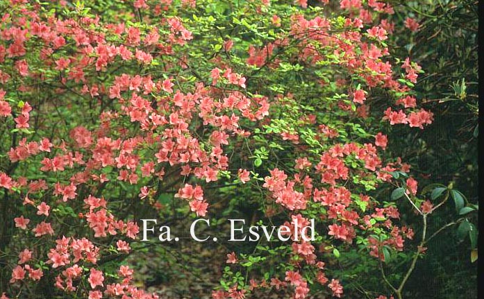 Rhododendron kaempferi