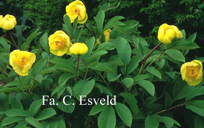 Paeonia wittmanniana