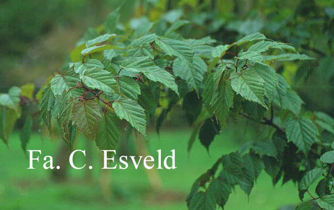 Acer morifolium