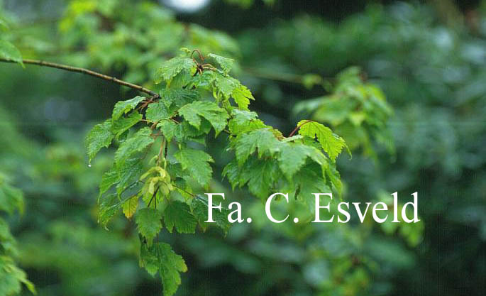 Acer barbinerve