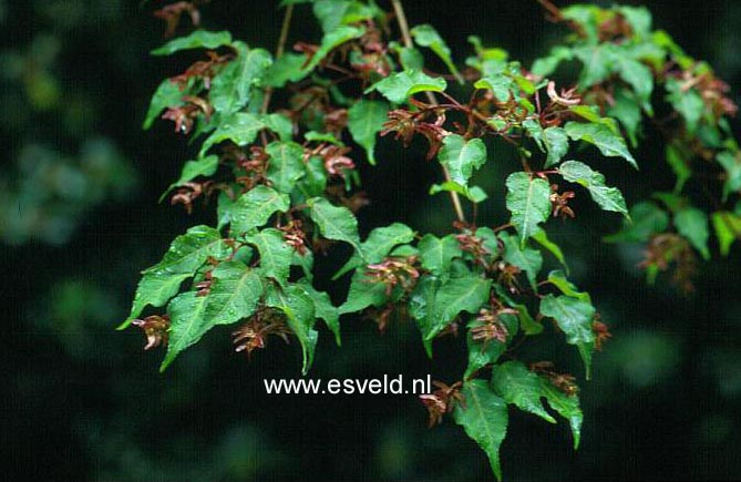 Acer crataegifolium