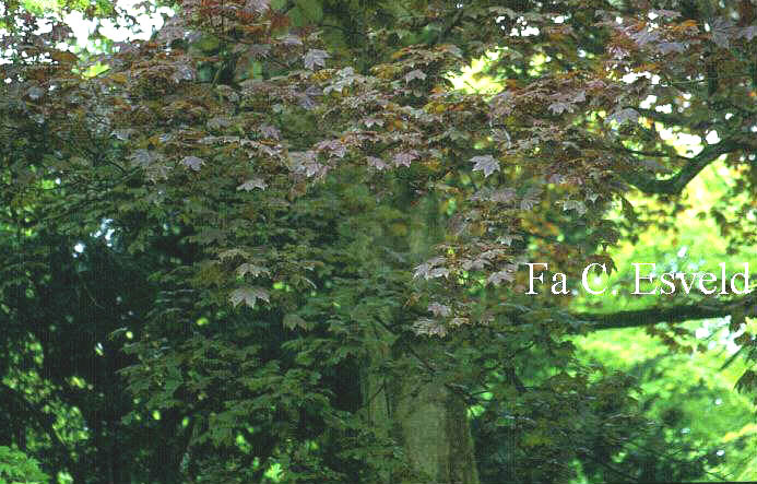 Acer platanoides 'Schwedleri'