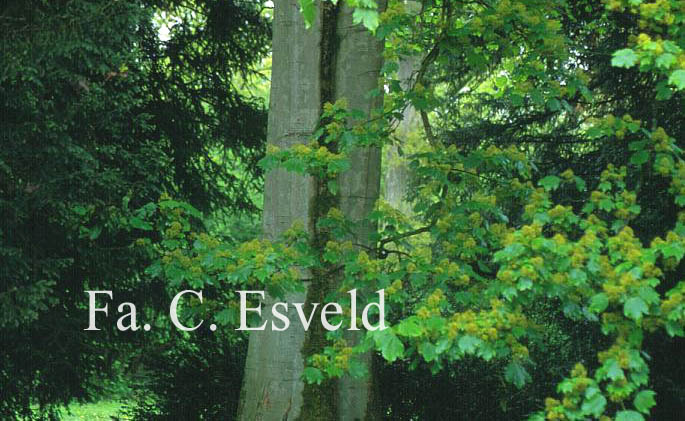 Acer velutinum vanvolxemii