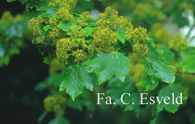 Acer velutinum vanvolxemii