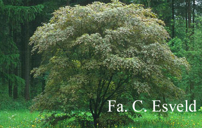Acer palmatum 'Sazanami'