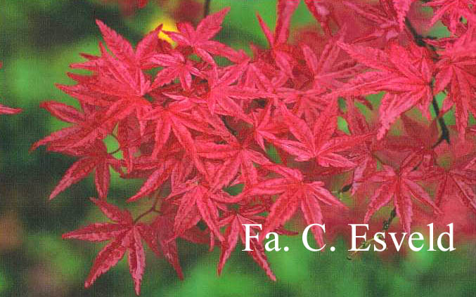 Acer palmatum 'Chishio Improved'