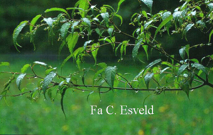 Acer caudatifolium