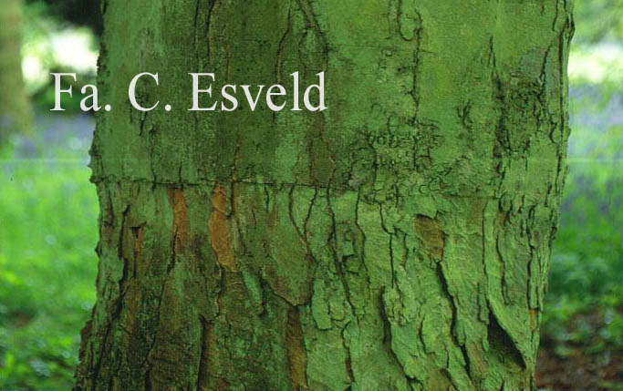 Acer velutinum vanvolxemii