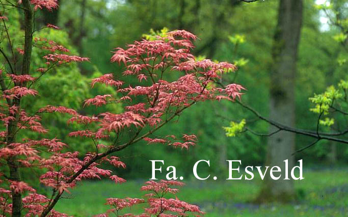 Acer palmatum 'Beni tsukasa'