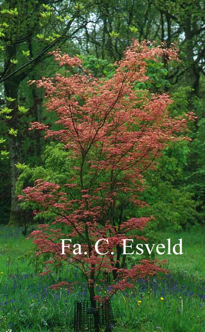 Acer palmatum 'Beni tsukasa'