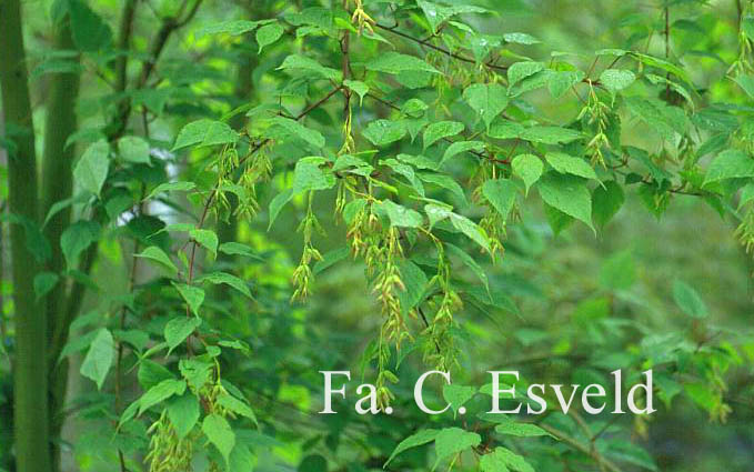 Acer stachyophyllum