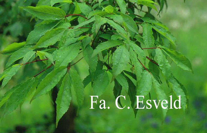 Acer mandshuricum