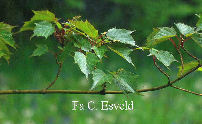 Acer rubescens