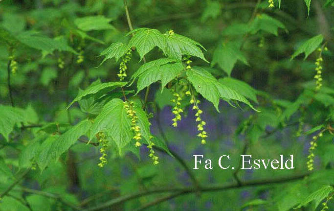 Acer pectinatum