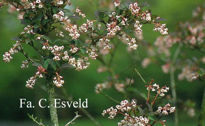 Viburnum chingii