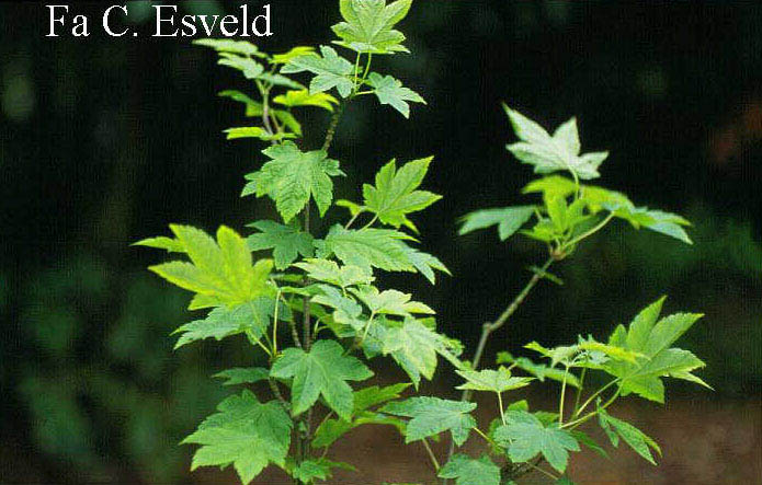 Acer erianthum