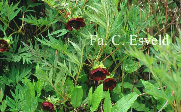 Paeonia delavayi