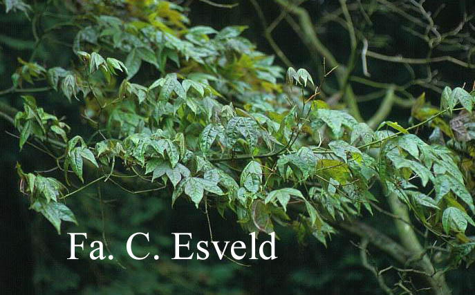 Acer campbellii ssp. wilsonii