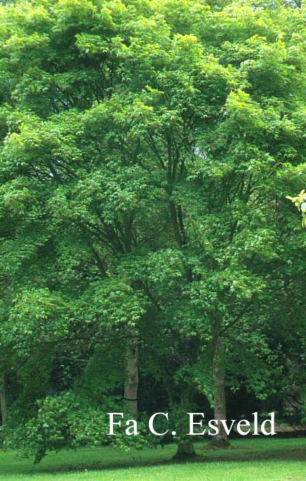 Acer campbellii ssp. flabellatum yunnanense