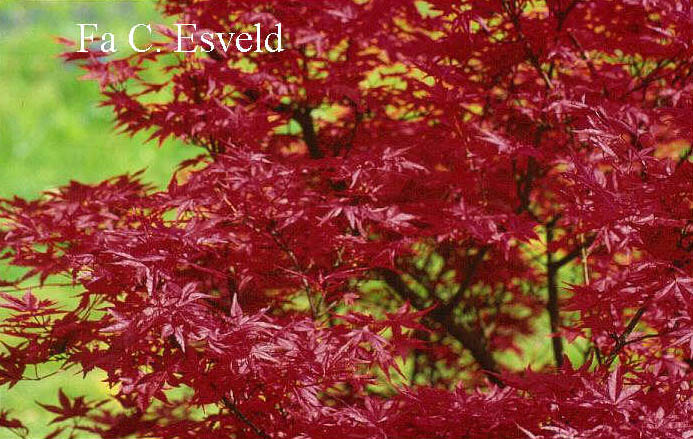 Acer palmatum 'De shohjoh'