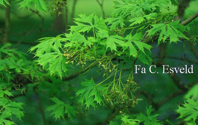 Acer platanoides 'Laciniatum'
