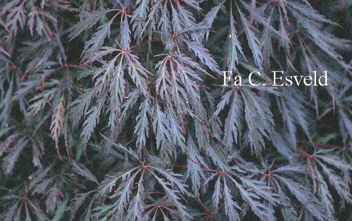 Acer palmatum 'Inaba shidare'
