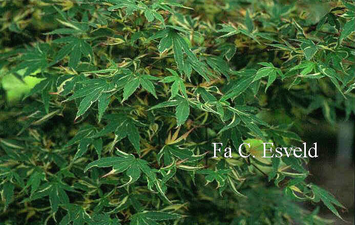 Acer palmatum 'Kagiri nishiki'