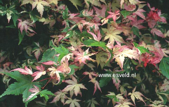 Acer palmatum 'Karasu gawa'