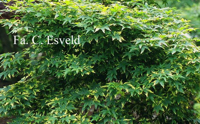 Acer palmatum 'Nishiki gasane'