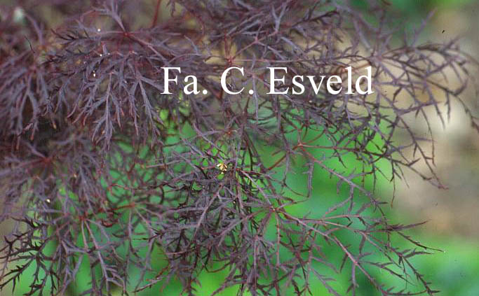 Acer palmatum 'Red Filigree Lace'