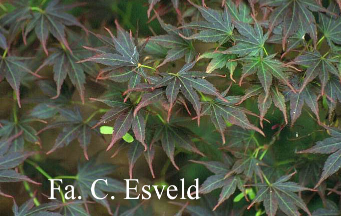 Acer palmatum 'Kinran'